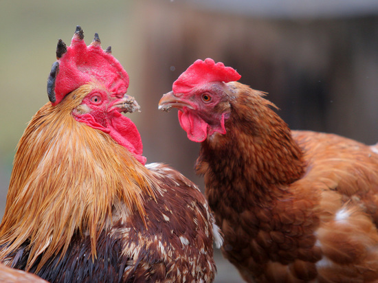 В Коломне пройдет весенний сельскохозяйственный фестиваль