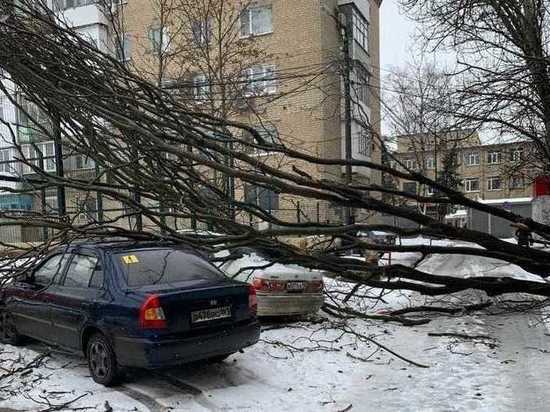 Из-за сильного ветра в Шахтах дерево упало на машины