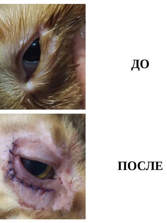 В Саратове коту сделали пластическую операцию