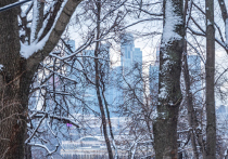 В России активно идет кампания по зимней обрезке деревьев