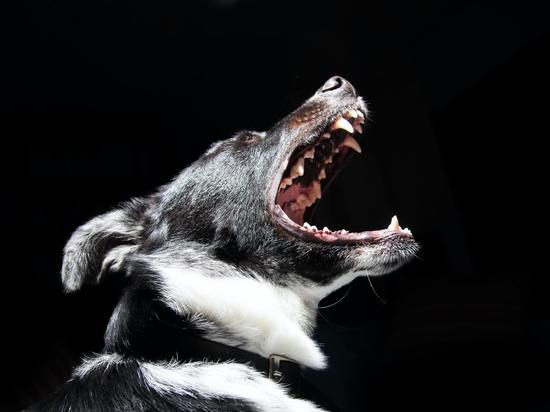 Женщине пришлось спасать питомца от агрессивной собаки в центре Петрозаводска