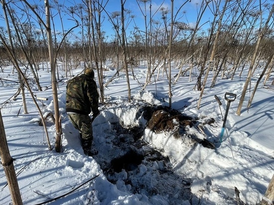 В Тверской области под зарослями борщевика нашли останки красноармейца