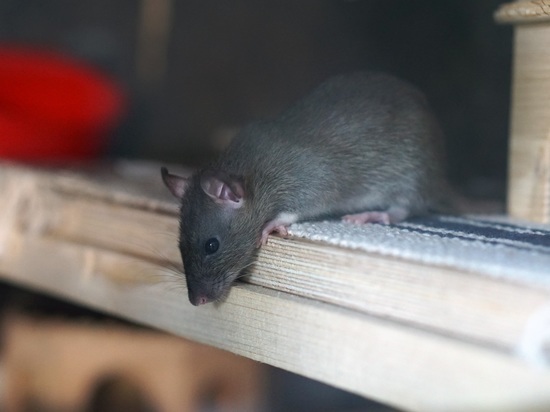 Мурманчане жалуются на обилие крыс и их помёта в одном из местных «Перекрестков»