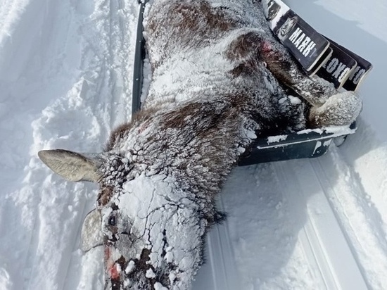 Высокопоставленные оренбургские чиновники завалили нескольких лосей в Башкирии