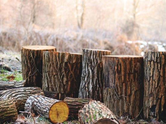 В Алтайском крае сократили нормы предоставления льготной древесины