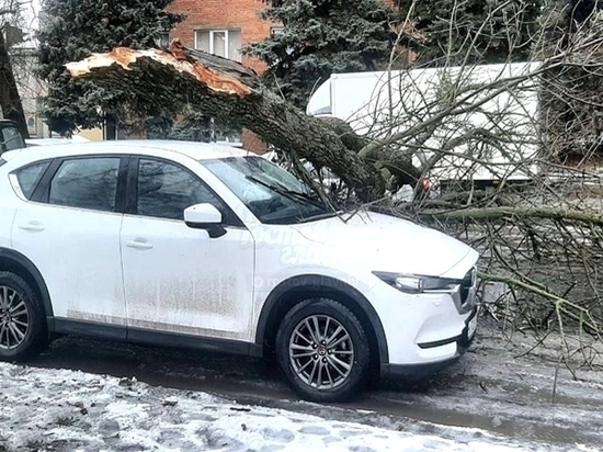 В Азове массивное дерево придавило машину с пассажиром внутри