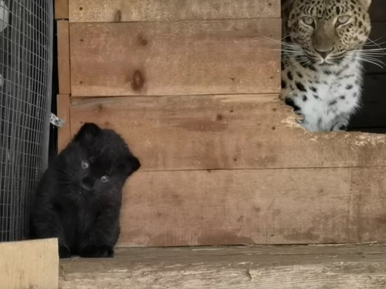 В барнаульском зоопарке подросший котенок леопарда попытался изобразить «страшную зверюгу»