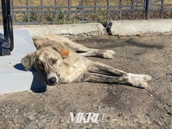 Читинку Наталью Зеленскую укусила собака в центре города