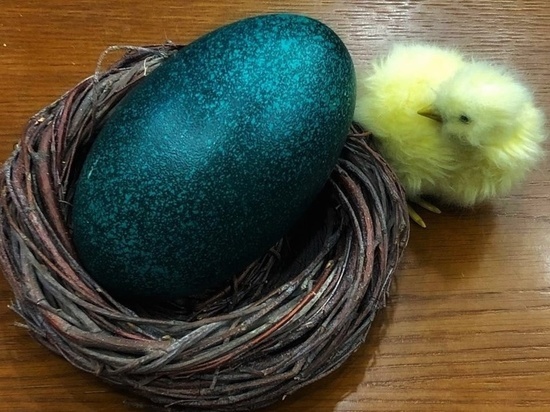 Изумрудное яйцо снесли страусы в Истре