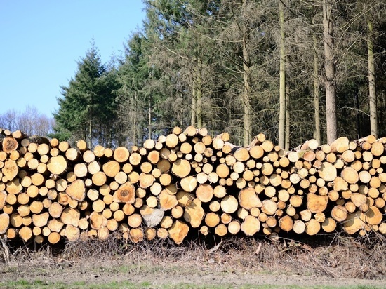 В Кировской области предложили передать часть работ по лесоустройству лесопользователям