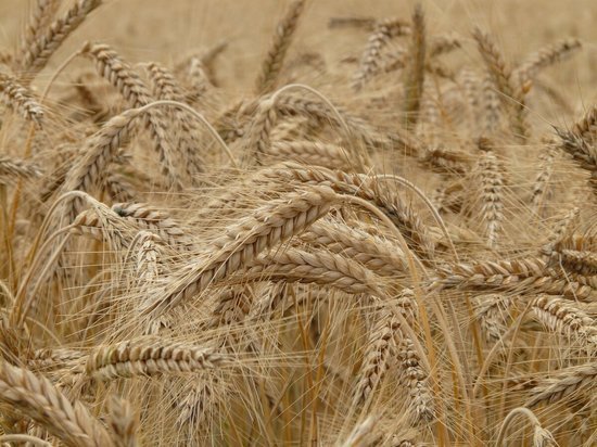 Ивановские сельхозпроизводители впервые отправили зерно на экспорт