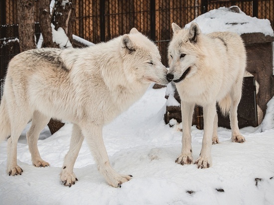 Молодая пара арктических волков стала символом любви в красноярском зоопарке «Роев ручей»