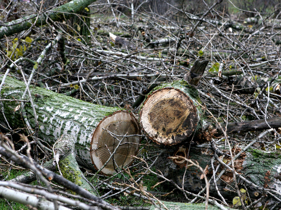 Незаконная вырубка леса в Великом Новгороде