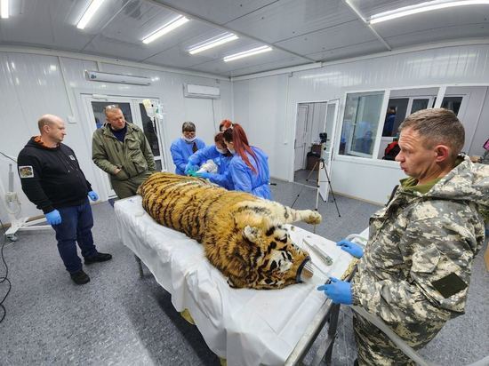 Тигра, отловленного в Хабаровском крае, будут спасать в Приморье