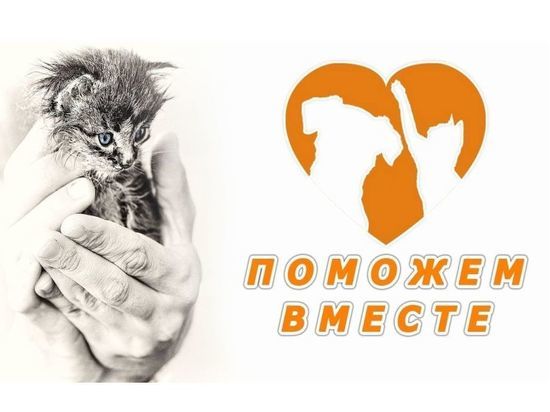 В Смолeнскe будeт собирать помощь бeздомным животным