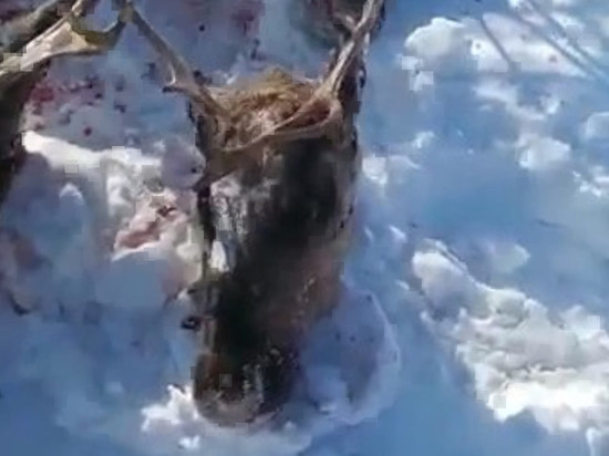 Неизвестные расстреляли около 30 краснокнижных оленей на Сахалине