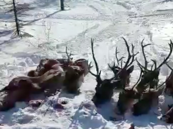 Следком на Сахалине проверит информацию о массовом уничтожении оленей