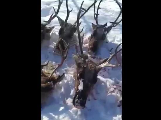 В убийстве краснокнижных оленей на Сахалине заподозрили высокопоставленных чиновников