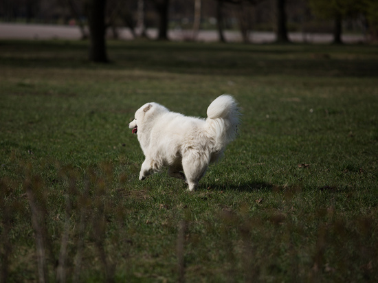 В Калининграде планируется открытие еще одной площадки для дрессировки собак