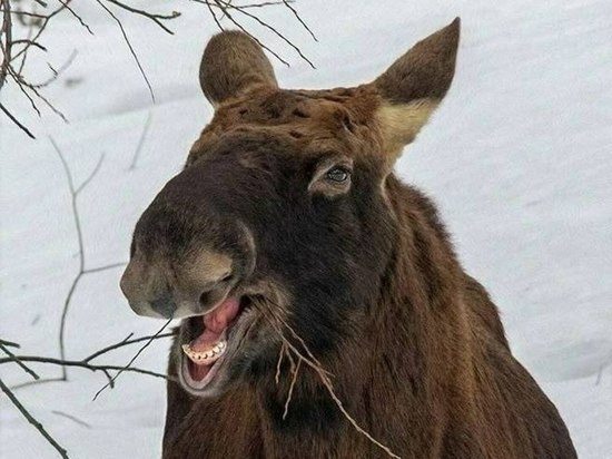 Улыбающегося лося обнаружили в Подмосковье