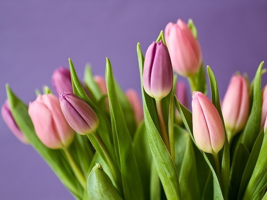 Жители Петербурга смогут полюбоваться на тюльпаны в Ботсаду до 12 марта