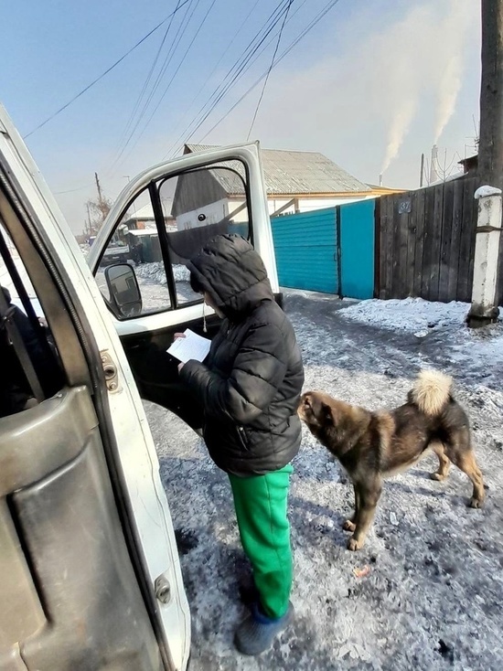 Жители Кызыла продолжают жаловаться на безнадзорных собак