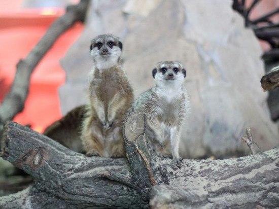 Калининградский зоопарк запускает новый цикл экскурсий