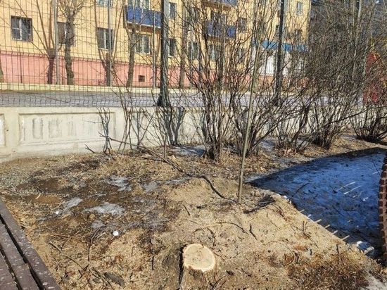 На площади Декабристов в Чите вырубят 150 тополей, высадят 158 деревьев