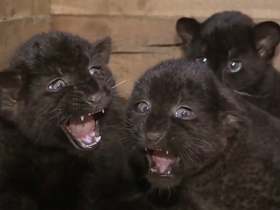 В Абаканском зоопарке у пары чёрных пантер родились котята