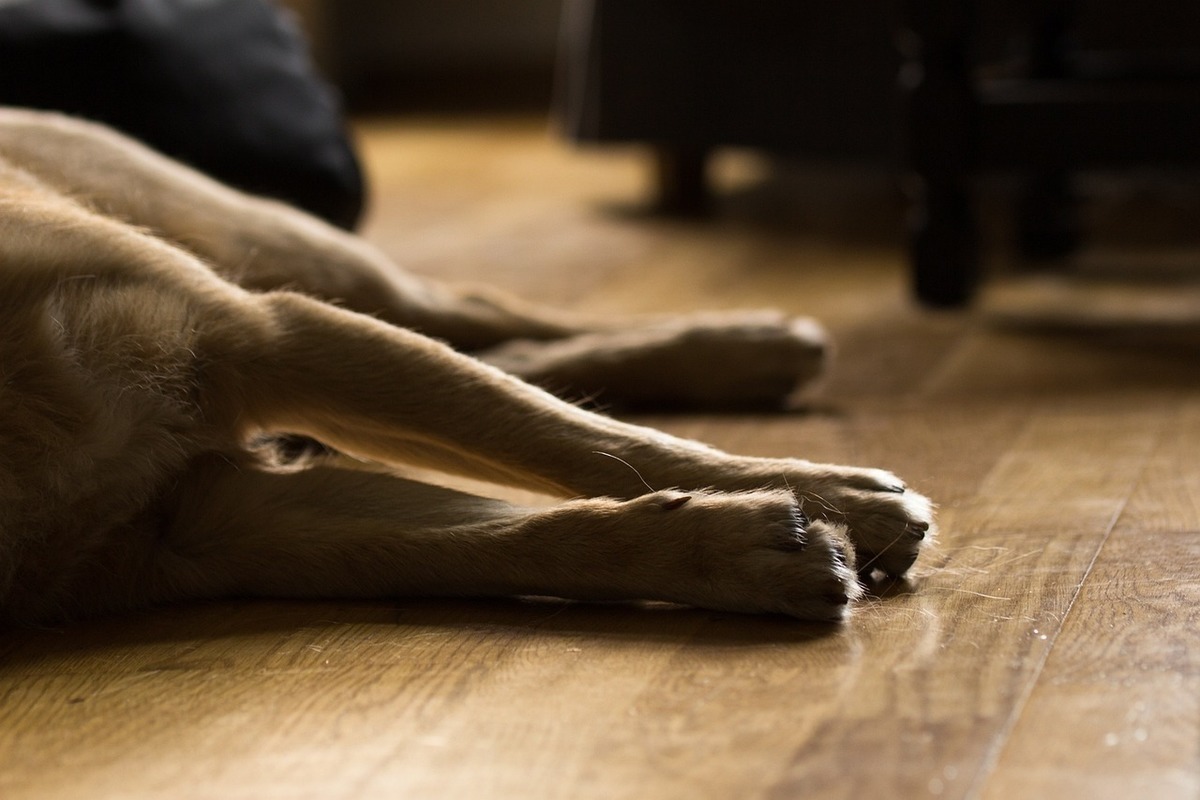 Собака света. Голая женщина лежит на полу с собакой. Pet Dog lying on the Floor. Dog lying on the Floor by the Window.