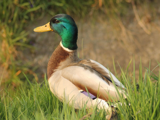 На берегу Новотроицкого водохранилища обнаружили погибших птиц