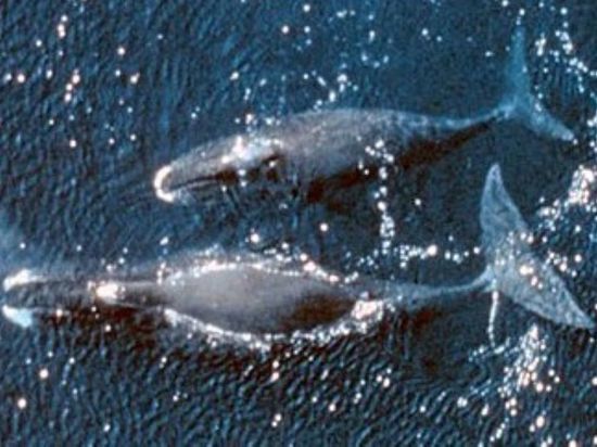 Пассажиры лайнера обнаружили необычное скопление около тысячи китов