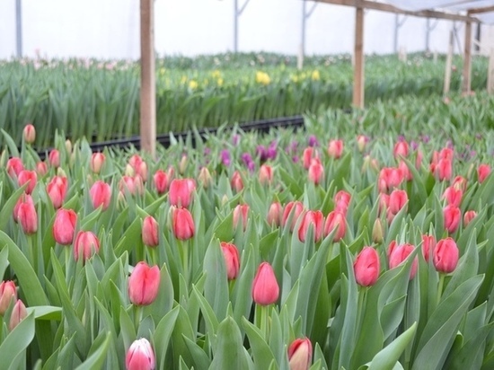80% цветочного рынка в Псковской области составляют российские поставщики