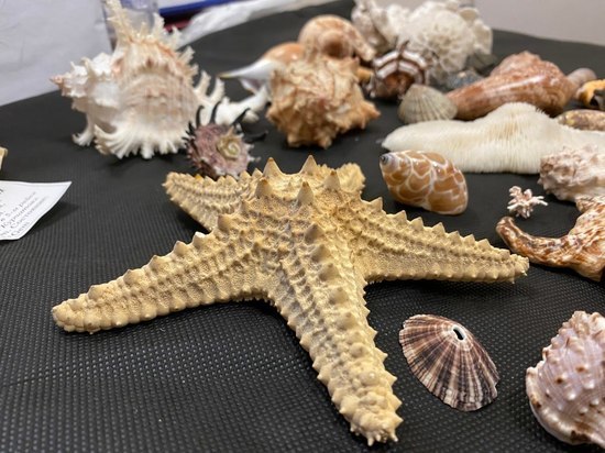 Калининградскому Музею Мирового Океана передали редкую коллекцию раковин
