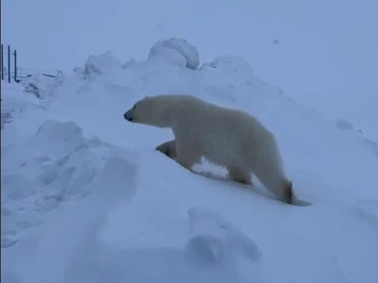 Белый медвежонок снова прибился к вахтовикам на Харасавэйском месторождении