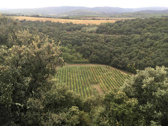 Метеоритный кратер возрастом 10 000 лет использовали для взращивания винограда для французского вина