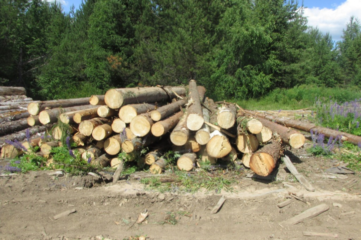 Заготовка леса по России в целом сокращается, но в Костромской области — растет