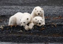 27 февраля, в день, когда весь мир отмечает Международный день белого медведя, компания подводит промежуточный итог длительной, кропотливой, порой опасной работы с этими прекрасными животными