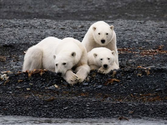 Любовью длиною в десятилетие можно назвать взаимоотношения компании «Роснефть» с косолапыми обитателями Арктики