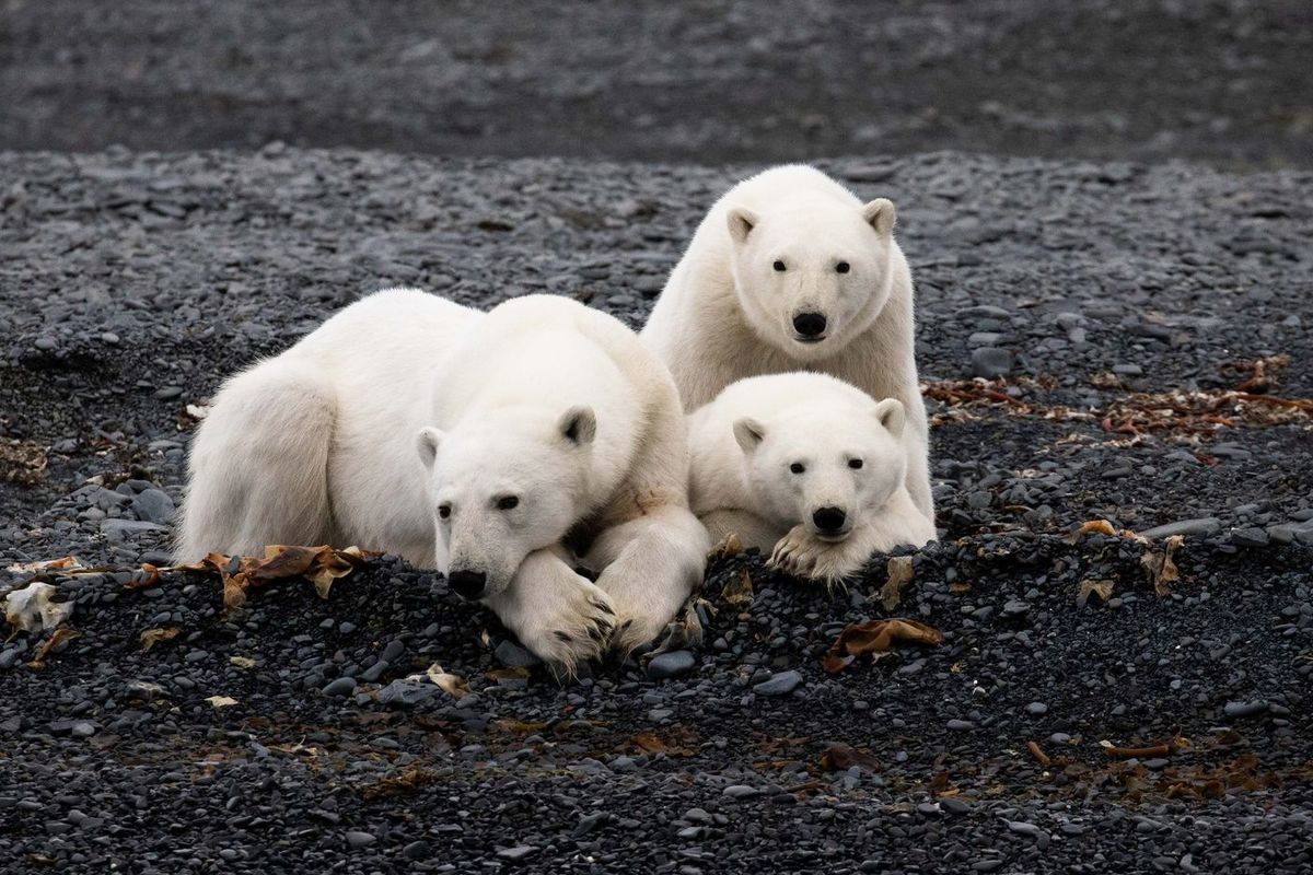 Умка-индикатор: нефтяники 10 лет опекают белых медведей - МК