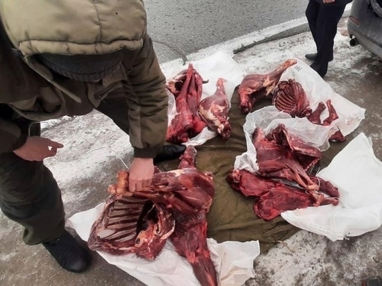 В Хакасии задержаны браконьеры, убившие четырех косуль