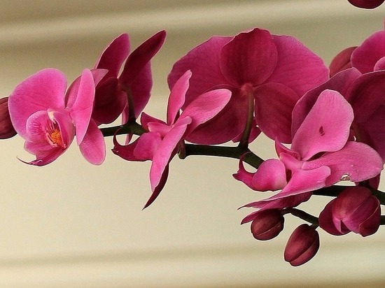 Что происходит в домах, где есть орхидея