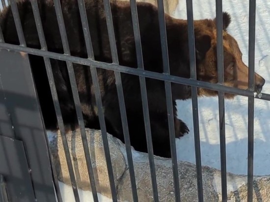 Медведи проснулись в зоопарке на Сахалине перед наступлением весны