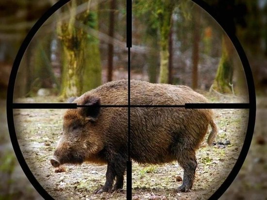 Вниманию костромских охотников: в трех районах области открыта дополнительная охота на кабанов