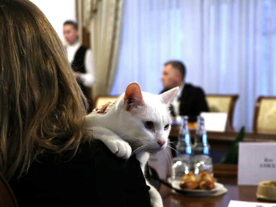 Ветеринар перечислил преимущества дворовых котят над чистокровными