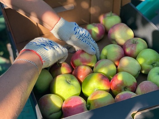 Более 25 тысяч тонн яблок находится в плодохранилищах Ставрополья