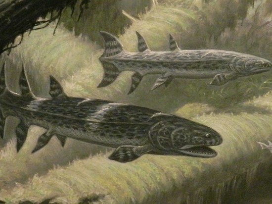 Ученые обнаружили окаменелости рыбы, которая охотилась на предков человека