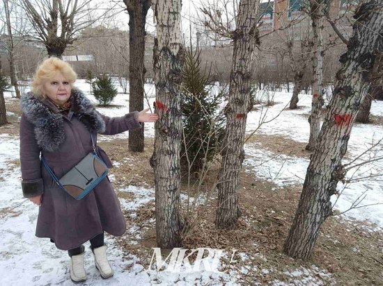 Читинцы заявили, что не дадут спилить ни одного дерева на площади Декабристов