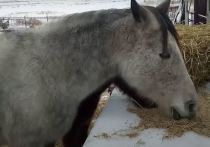 В Московской области конь по кличке Ребус умудрился за два дня подряд сломать ноги двум наездницам