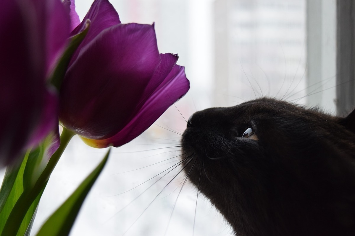 Черная кошка и цветы